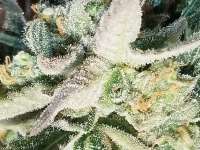 Imagen de Tappy01 (Cookies Kush)