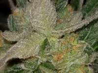 Imagen de Tappy01 (Cookies Kush)