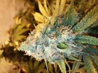 Imagen de IggyD (Critical Kush)