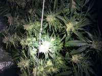 Imagen de Diego1986 (Critical Kush)