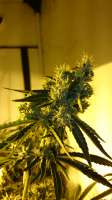 Imagen de Grandfather (Critical Kush)