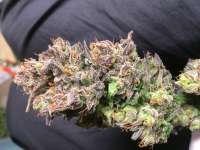 Imagen de weeed (Critical Kush)