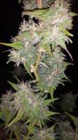 Imagen de alexmoqc (Critical Kush)