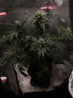 Imagen de h33rm (Critical Kush)