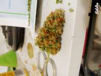 Imagen de gamerxzone (Critical Kush)