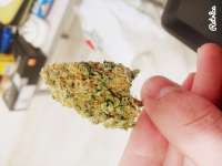 Imagen de gamerxzone (Critical Kush)