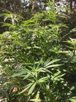 Imagen de Emeraldo (G13 Haze)