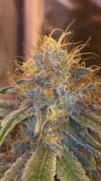 Imagen de bbyb420 (Liberty Haze)