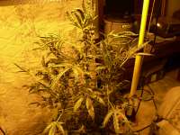 Imagen de sensamella (Liberty Haze)