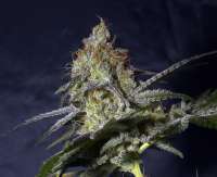 Imagen de Dave420 (Peyote Critical)