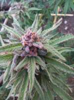 Imagen de ElZorro86 (Purple Punch)