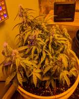 Imagen de rbaker123 (Sweet Tooth Auto)