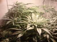 Imagen de smokealot (Vanilla Kush)