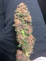 Imagen de weeed (Vanilla Kush)