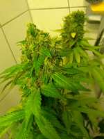 Imagen de sickW (Violator Kush)