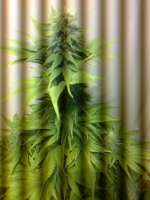 Imagen de hemp47 (Violator Kush)