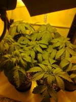 Imagen de hemp47 (Violator Kush)