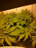 Imagen de hemp47 (Violator Kush)