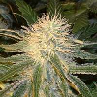 Imagen de SativaFred (Violator Kush)