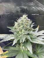 Best Coast Genetics Sour Hebrew National - photo réalisée par Jobloowcocomo