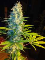 Imagen de delahouse1 (Blue Cheese)