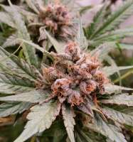 Imagen de Zweed (Blue Cheese)