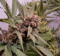 Imagen de Zweed (Blue Cheese)