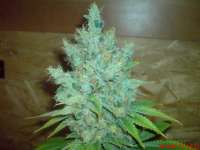 Imagen de JAHJAHChildren (Blue Cheese)