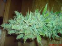 Imagen de JAHJAHChildren (Blue Cheese)