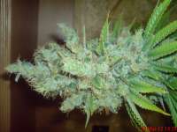 Imagen de JAHJAHChildren (Blue Cheese)