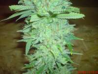 Imagen de JAHJAHChildren (Blue Cheese)