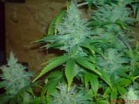 Imagen de JAHJAHChildren (Blue Cheese)