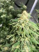 Big Buddha Seeds Cheese - photo réalisée par goldgrows