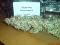 Big Buddha Seeds Freeze Cheese '89 - photo réalisée par JAHJAHChildren