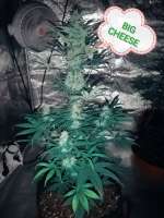 Imagen de Mivanittbatya (Big Cheese Auto)