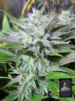 Imagen de lovekush (BlueG)