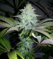 Bigdogs Seeds Collection Gonzo #2 BX1 - photo réalisée par lovekush