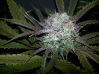 Bigdogs Seeds Collection Gonzo #2 BX1 - photo réalisée par lovekush