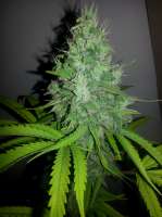 Imagen de lovekush (Panoramix)