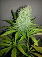 Imagen de lovekush (Panoramix)