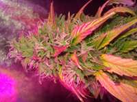 Black Skull Seeds Diesel Matic - photo réalisée par HipGrower