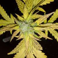 Blim Burn Seeds Black Mamba Auto CBD - photo réalisée par Wiji30