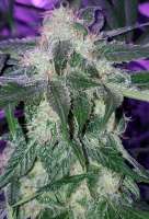 Blim Burn Seeds Girl Scout Cookies - photo réalisée par Tzolkin