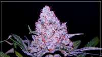 Imagen de Scrog (Girl Scout Cookies)