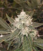 Imagen de RogerRamjet (Granddaddy Purple)