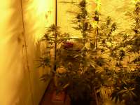 Imagen de sensamella (OGs Kush)