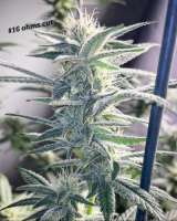 Bodhi Seeds Sunshine Daydream - photo réalisée par Ohmslaw