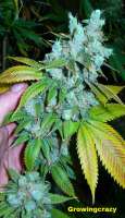 Bodhi Seeds Sunshine Daydream - photo réalisée par growingcrazy