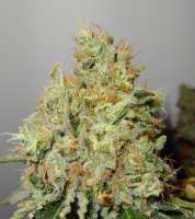 Imagen de traqera (THC Bomb)