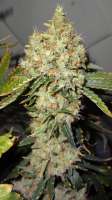 Imagen de traqera (THC Bomb)